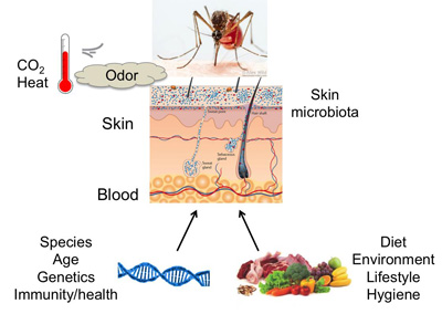 Model of physiological factors that may contribute to mosquito attraction to vertebrate hosts.