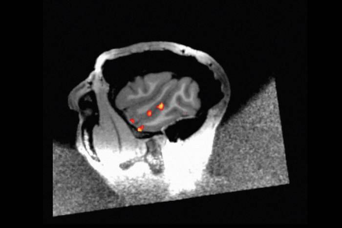 Face-processing patches