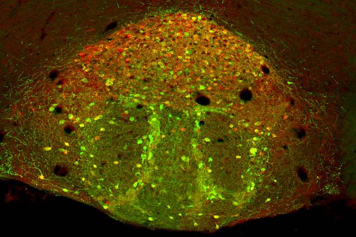 Mouse brain, IPN region