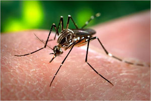 Mosquito blood-feeding behavior. A female mosquito prepares to take a blood meal from a human.