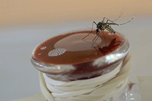 Mosquito on membrane feeder video