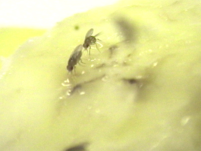 Fly courtship behavior: A male fly (right) courting a female fly (left) while both walk across a banana slice.