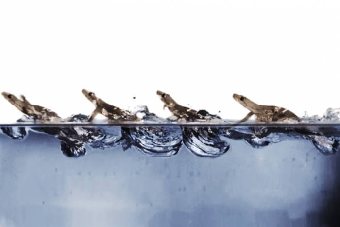 Image of geckos on water