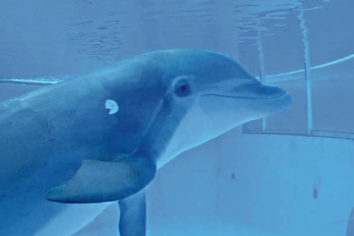 bottlenose dolphin interacting with an underwater touchscreen.