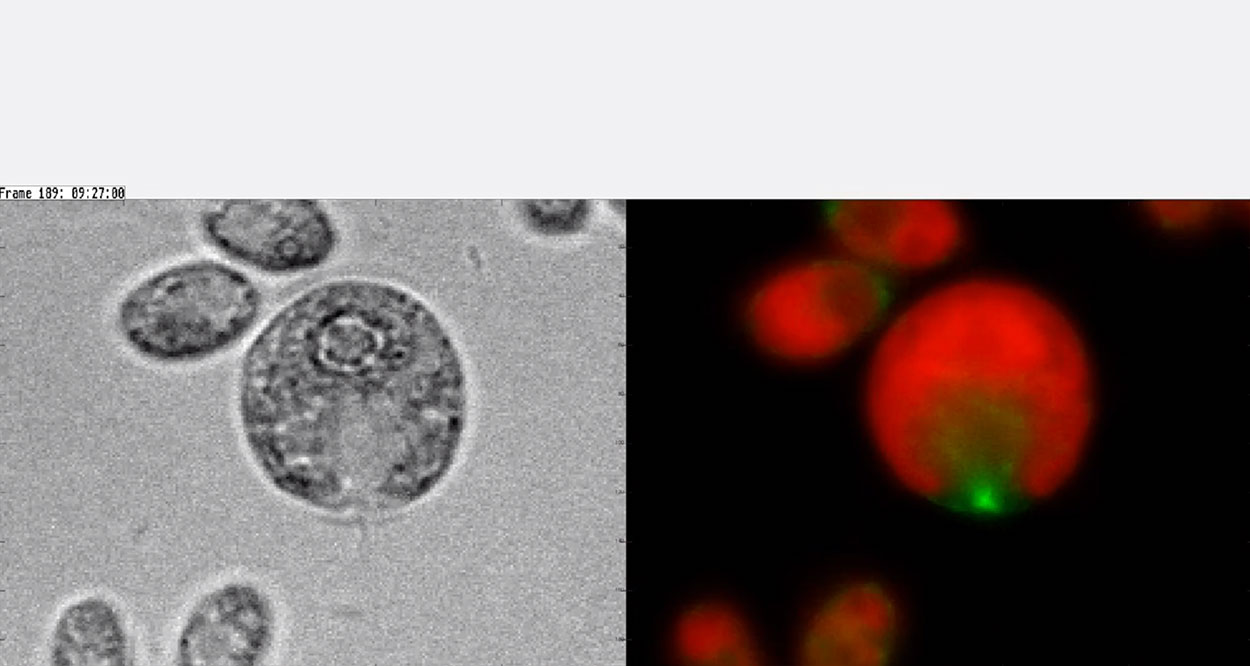 EB1-NeonGreen in dividing cells