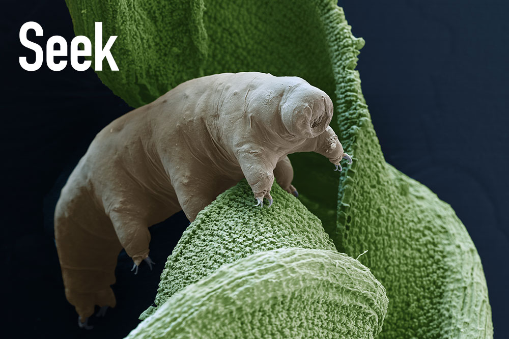 tardigrade