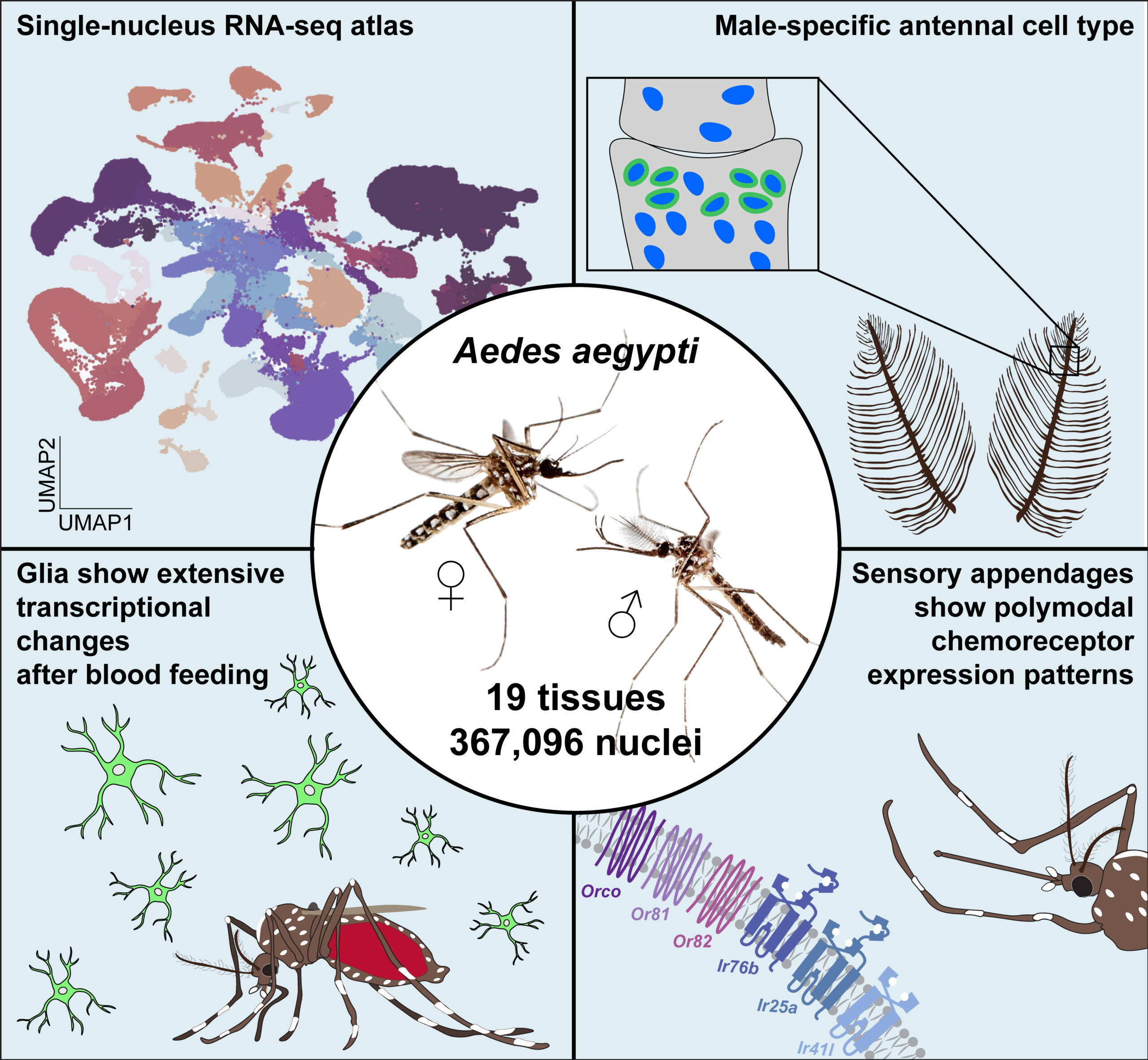 The mosquito atlas project