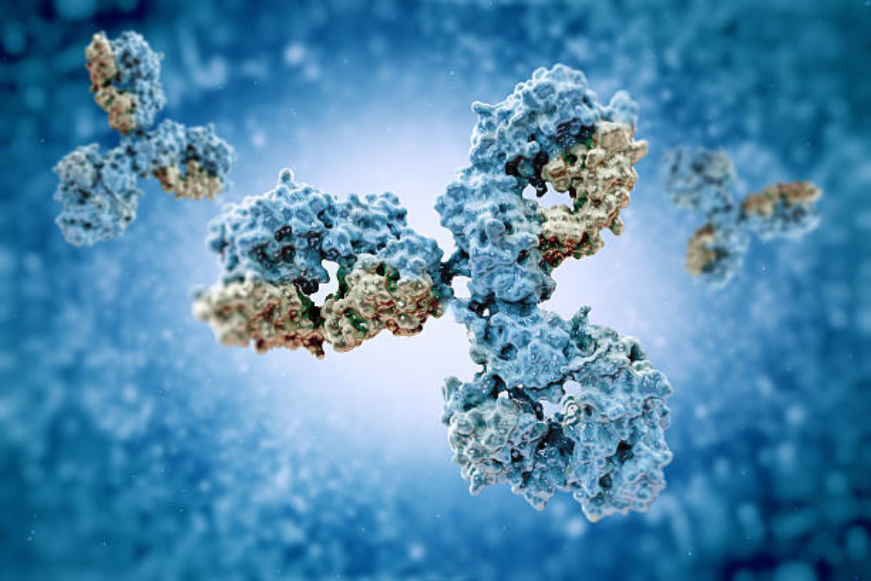 ABCF antibody