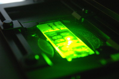 Green-lit microscope slide in the Friedman lab