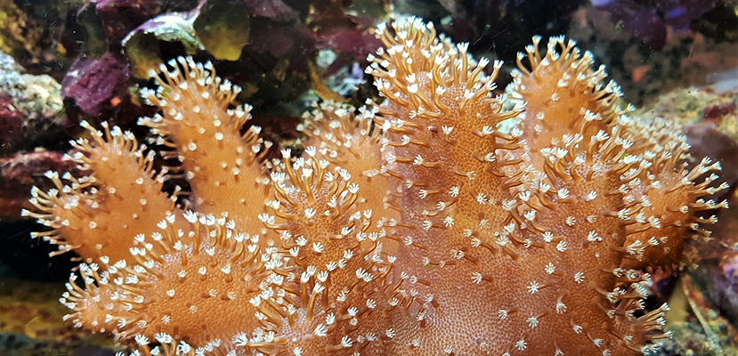 Coral image
