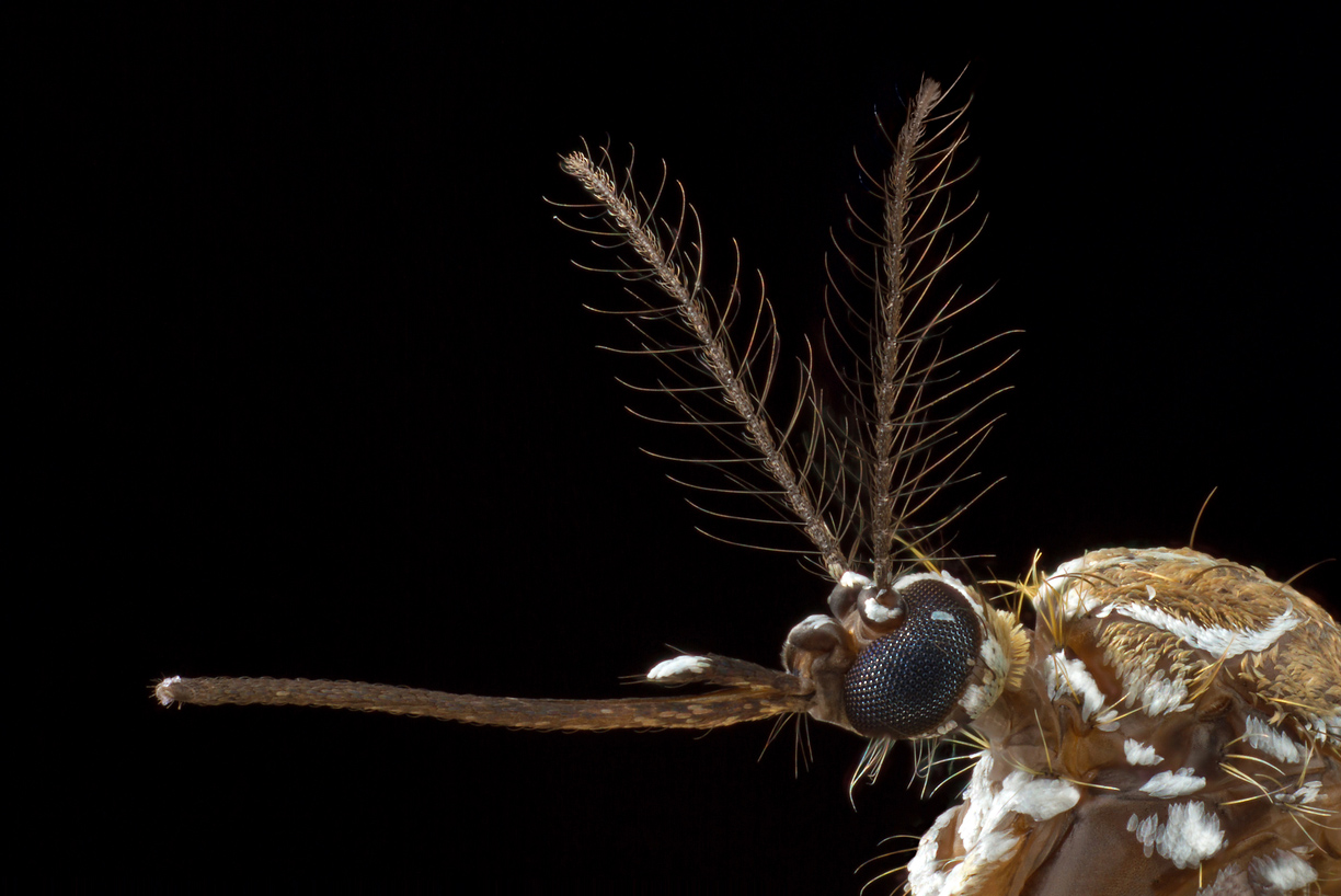 The head of a female yellow fever mosquito.