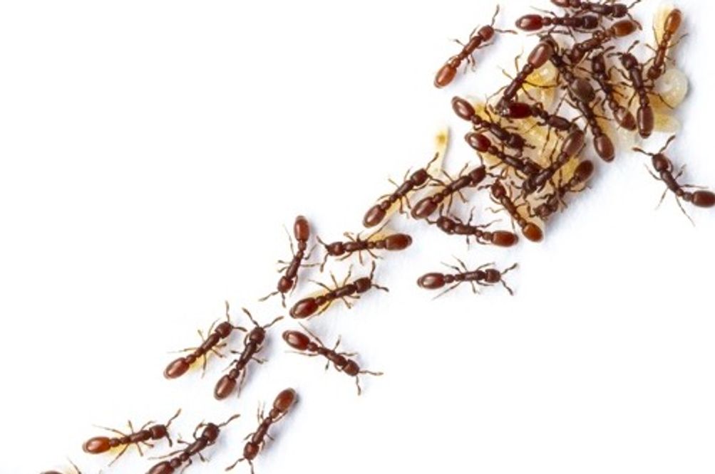 Group of ants