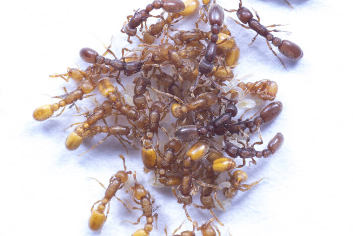 Ants from Kronauer lab
