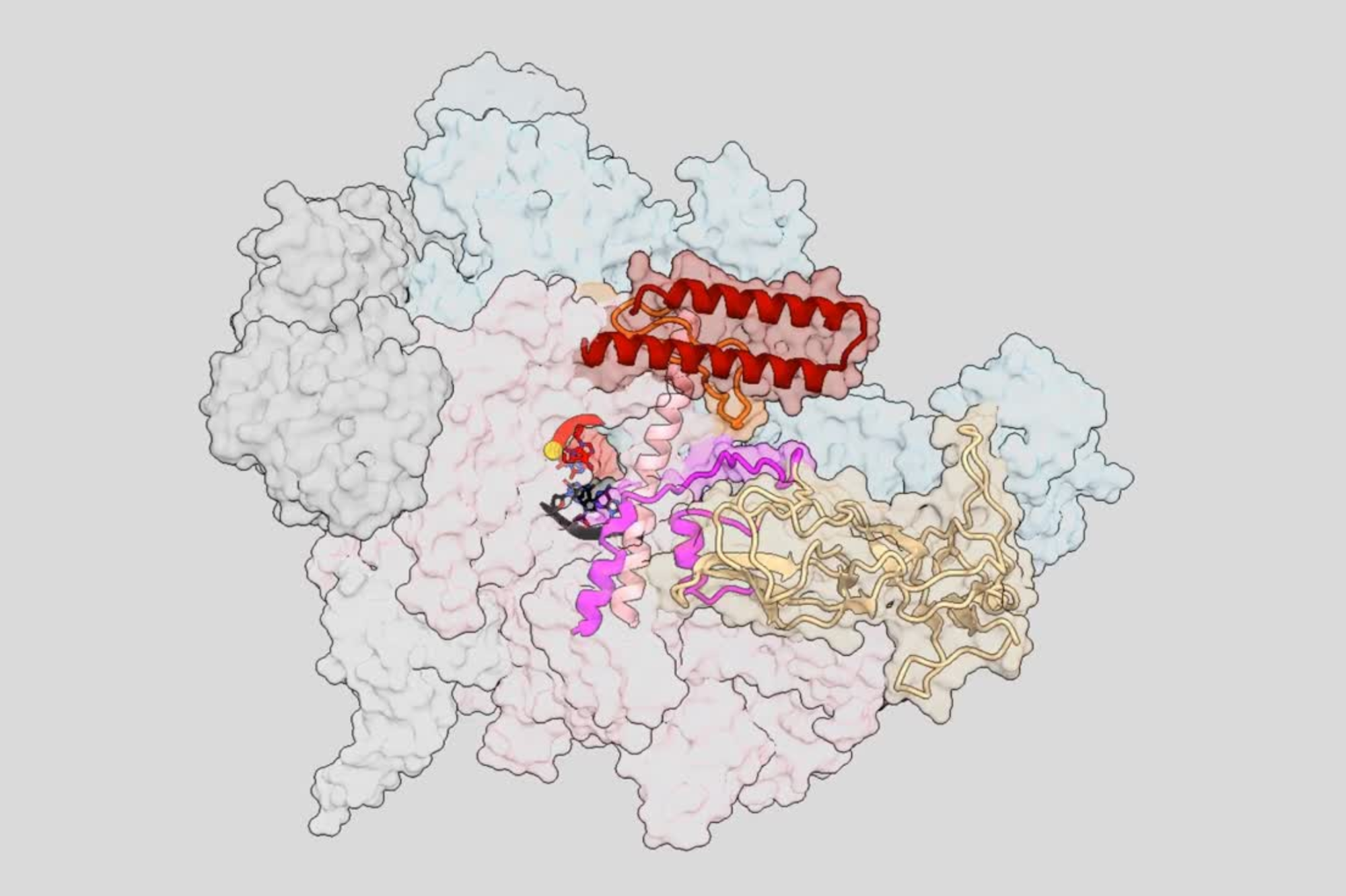 The Darst lab has shown how two classes of antibiotics jam the enzyme responsible for the transcription of DNA to RNA. They do this by locking a key structural component in place.