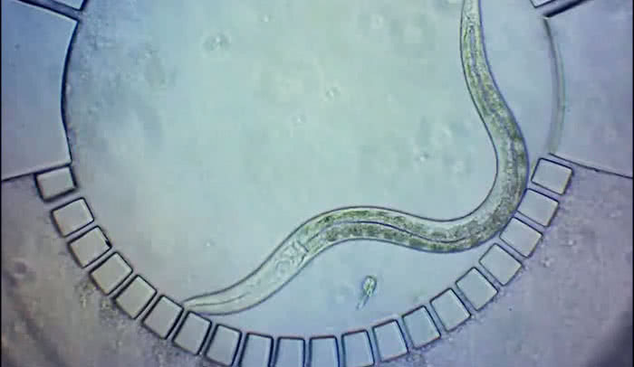 Immobilized worm