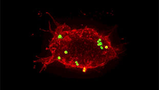 macrophage-animation-1