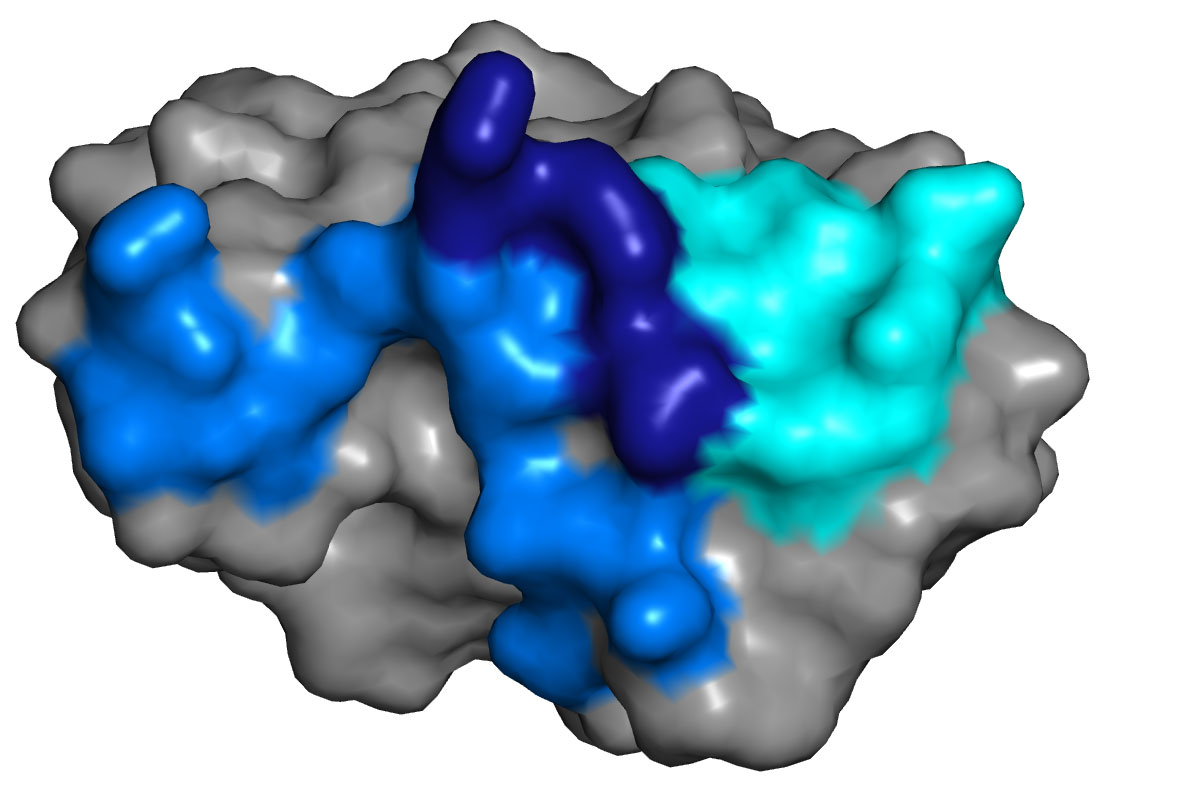 zika envelop protein domain structure