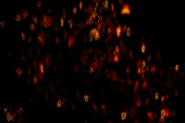 recording of mouse neurons in action