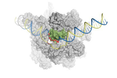 RNA polymerase