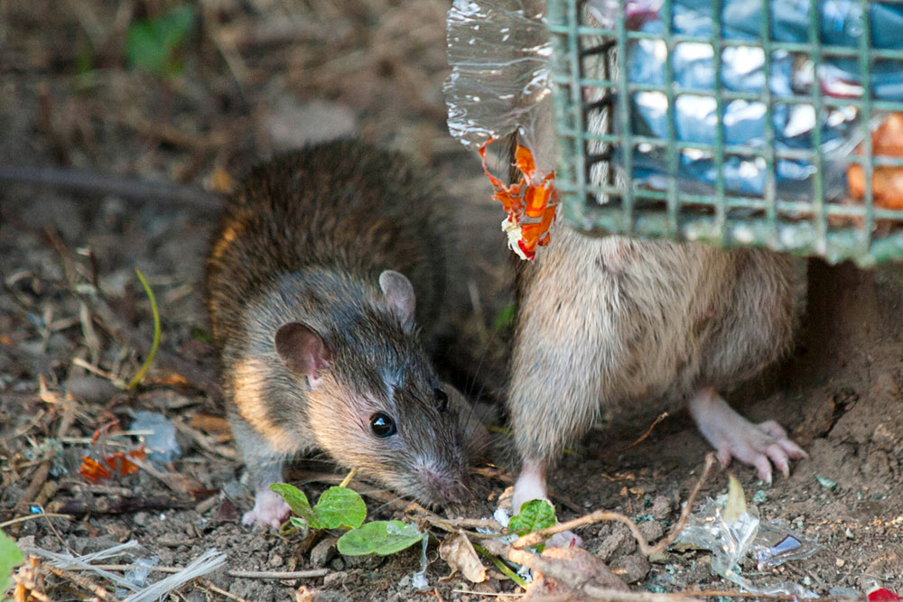 Rats HepC