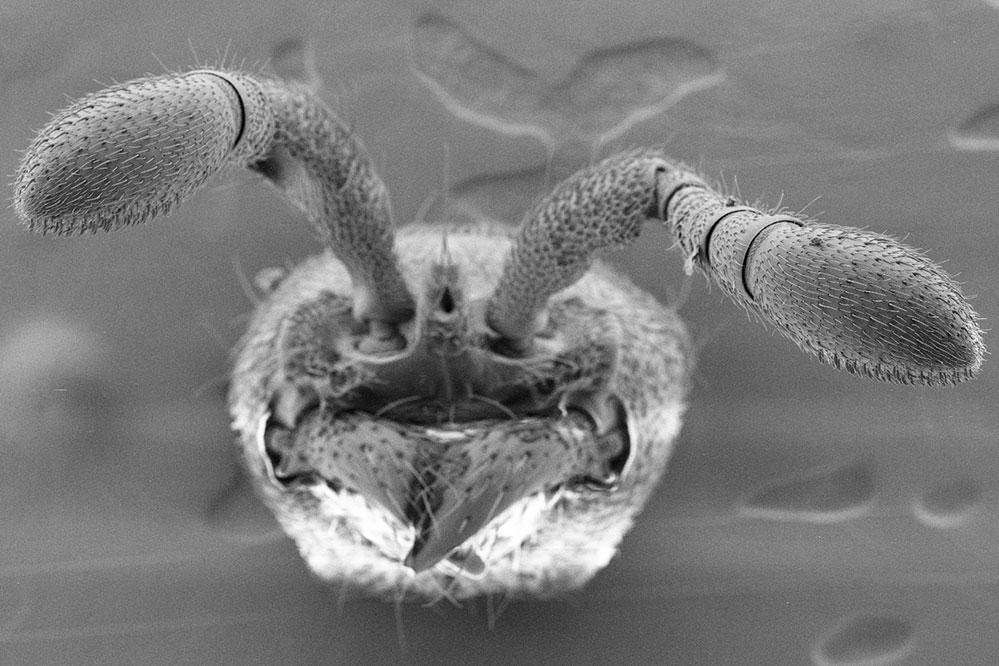 Ant antennae