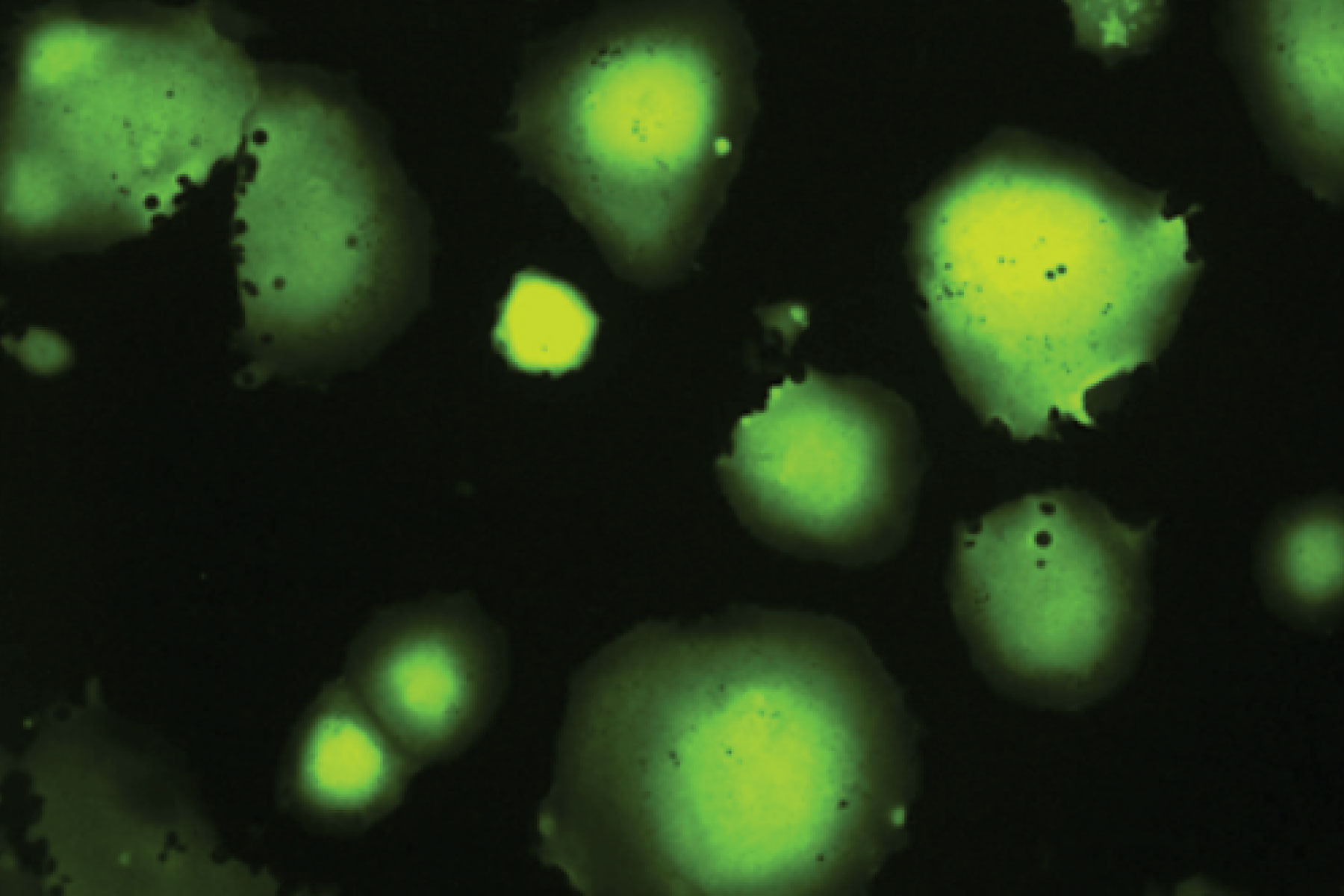 Measles virus is suppressed