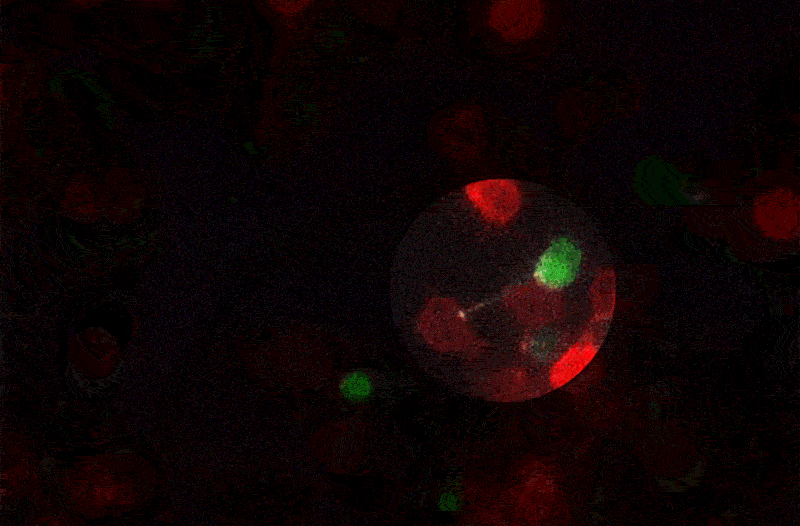 A new labeling technique in Victora's lab