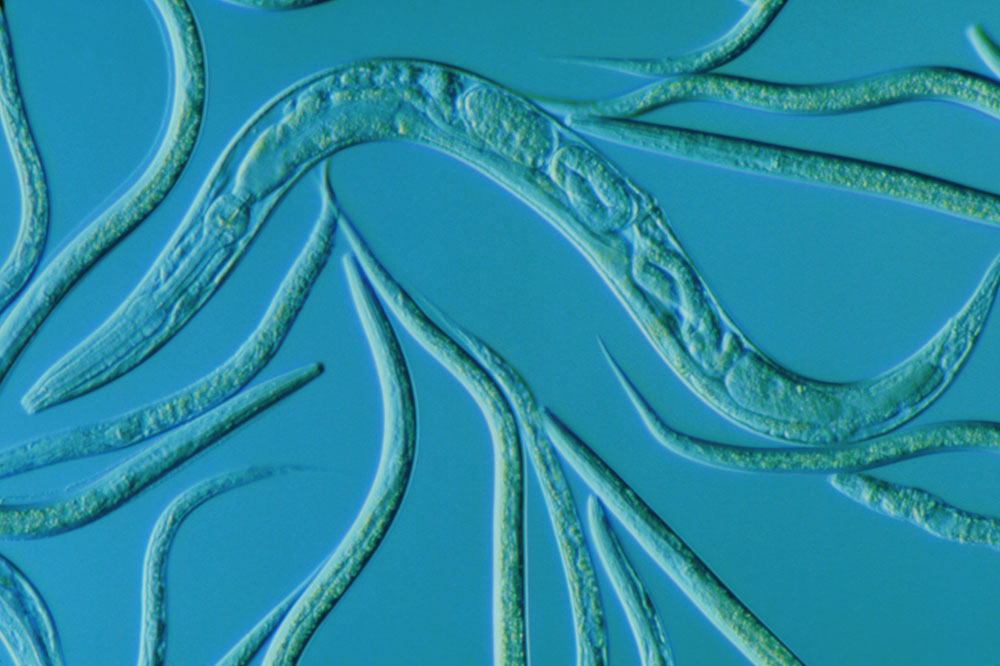 C elegans w