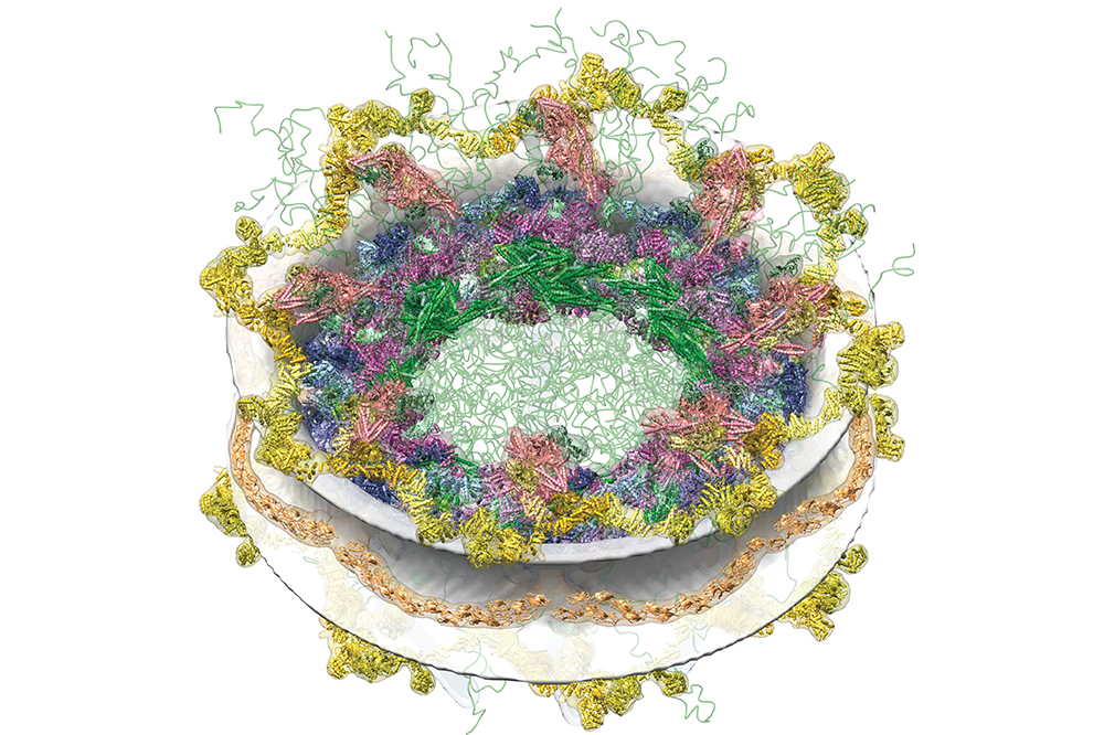 Scientists map the portal to the cell’s nucleus