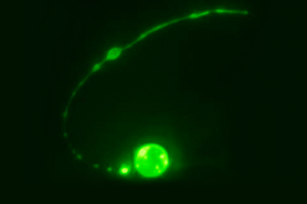 A dying tail-spike cell