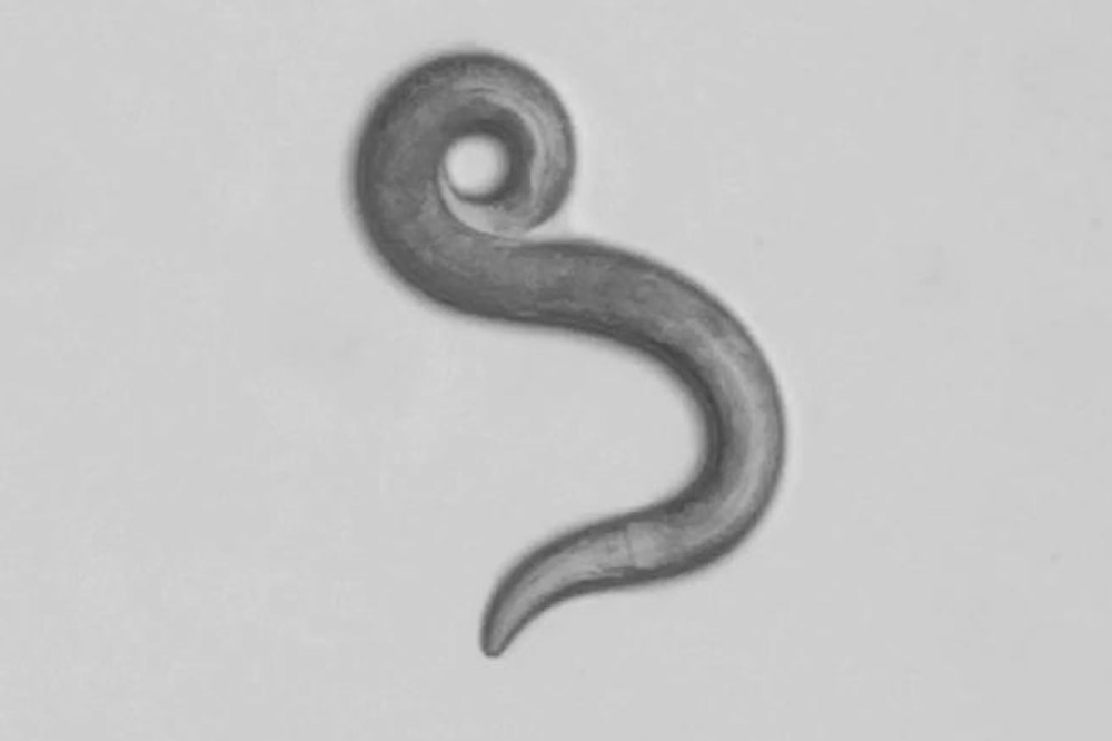 C. Elegans