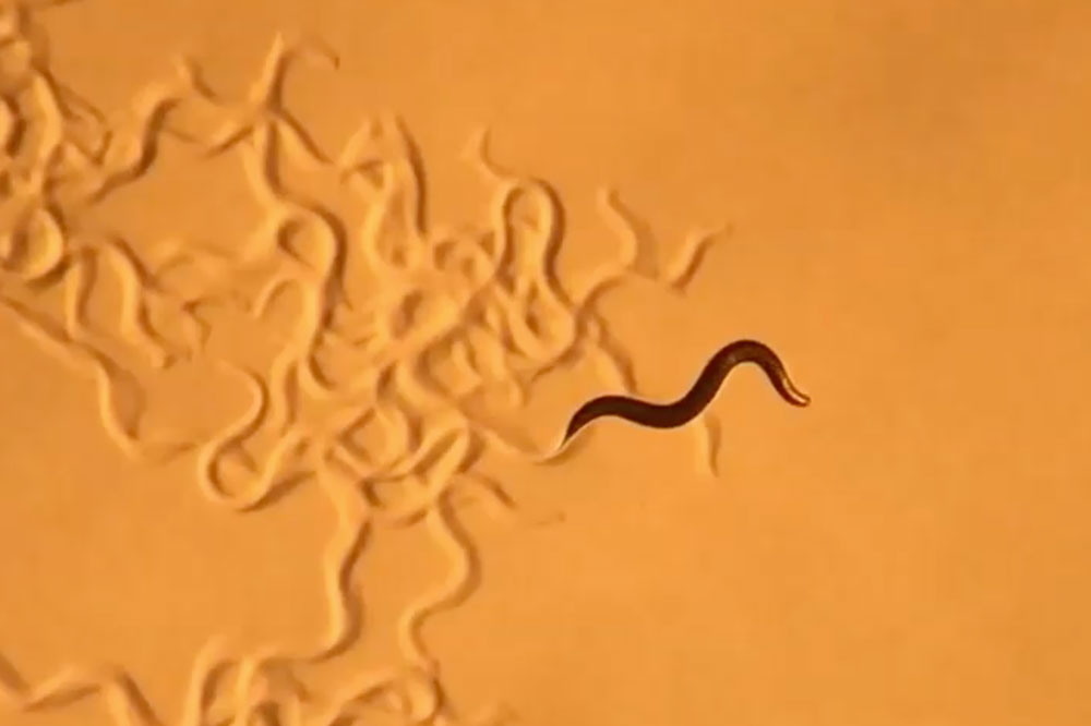 C. elegans