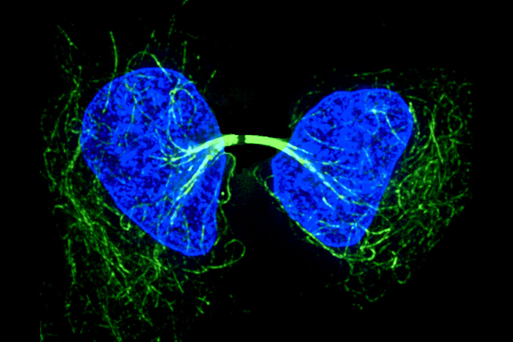 Cell division