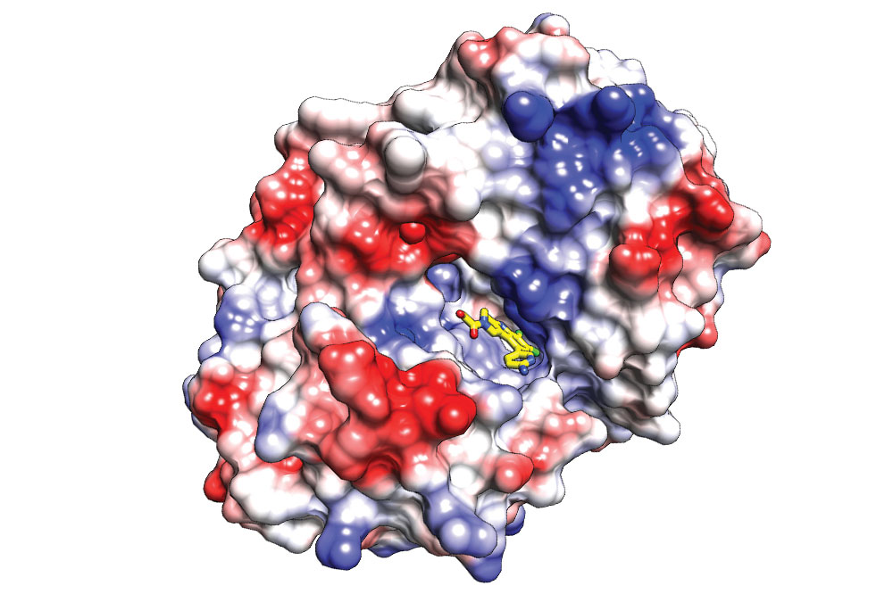 Newly-developed molecules bind to a key enzyme pocket to inhibit its activity, and possibly prevent autoimmune responses.