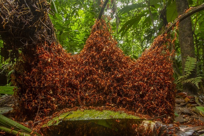Army ant bivouac in cathedral shape. Photograph by Daniel Kronauer.