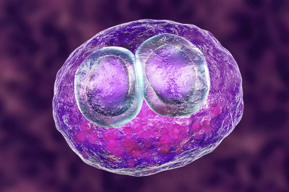 Human cell infected by CMV