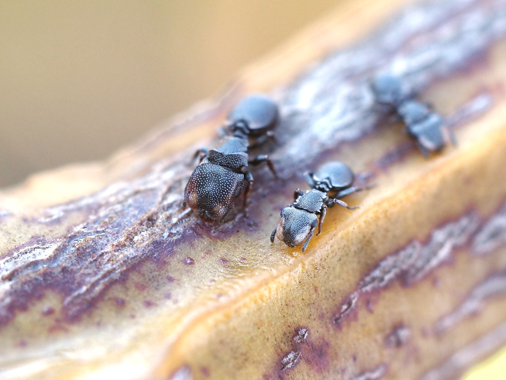 Turtle ants