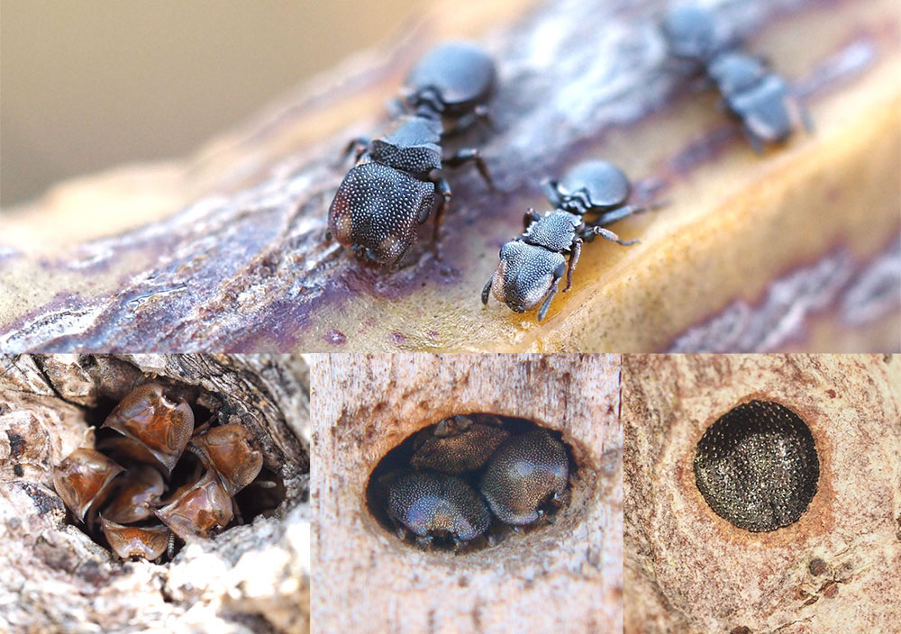 The top image shows turtle ant soldiers walking on a branch. The lower left image shows a group blocking an entrance. The lower middle shows three ants working together to block the entrance. The lower left image shows one turtle ant blocking an entrance. 