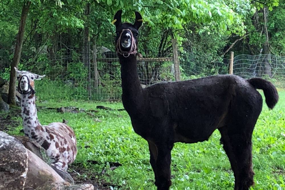 llamas participating in research