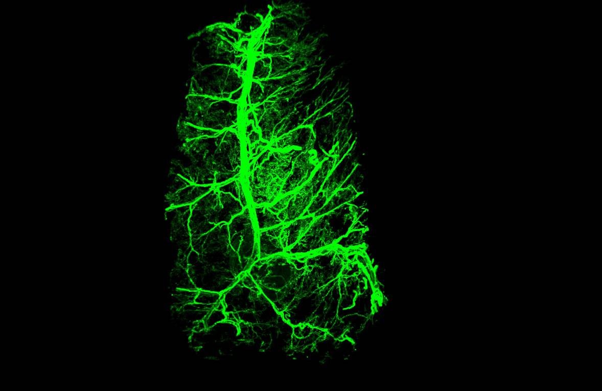 sympathetic innervation of adipose tissue