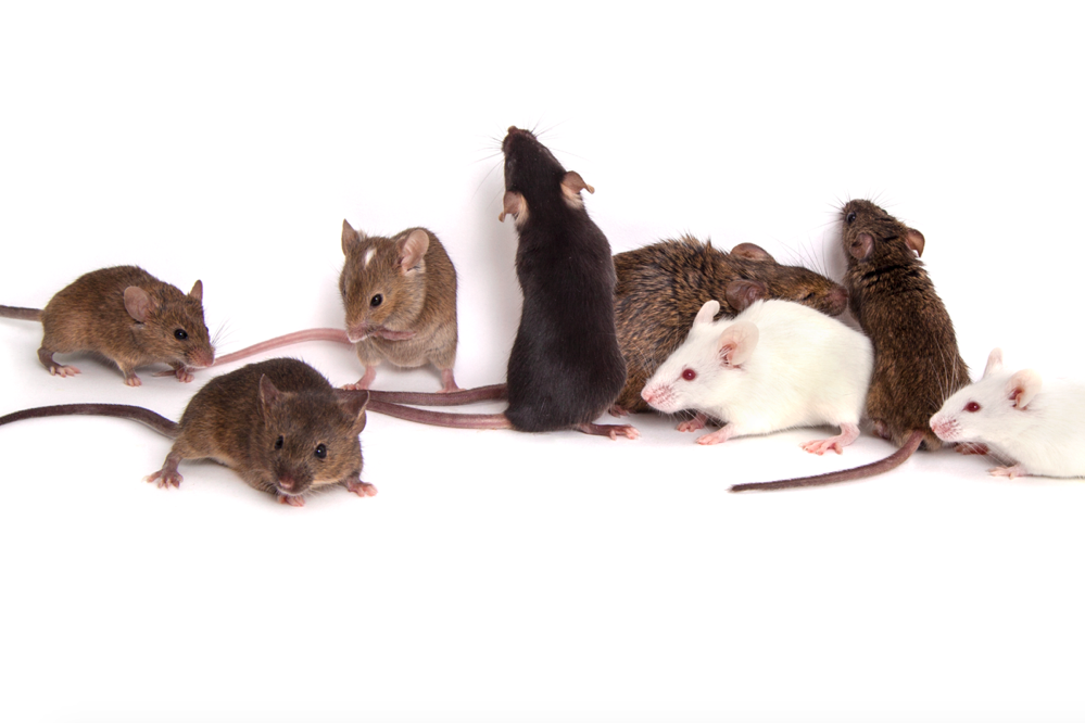 Genetically diverse mice