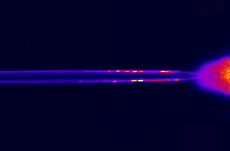 Blood taste neurons