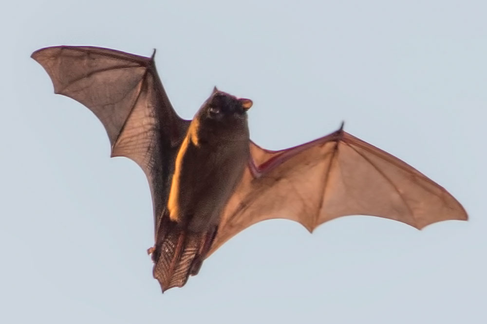 Flying bat