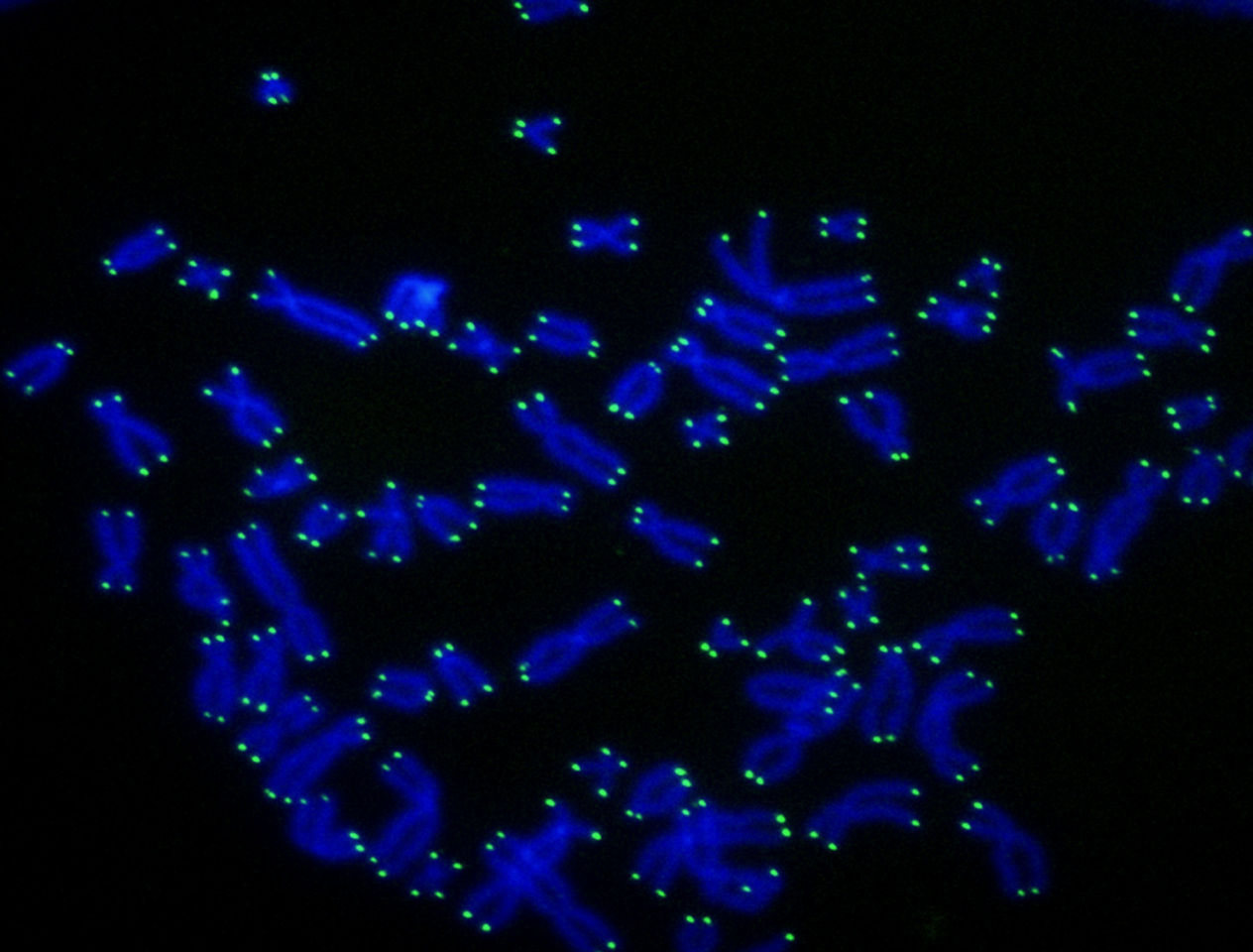 telomeresgeneric