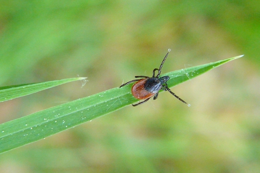samice Ixodes
