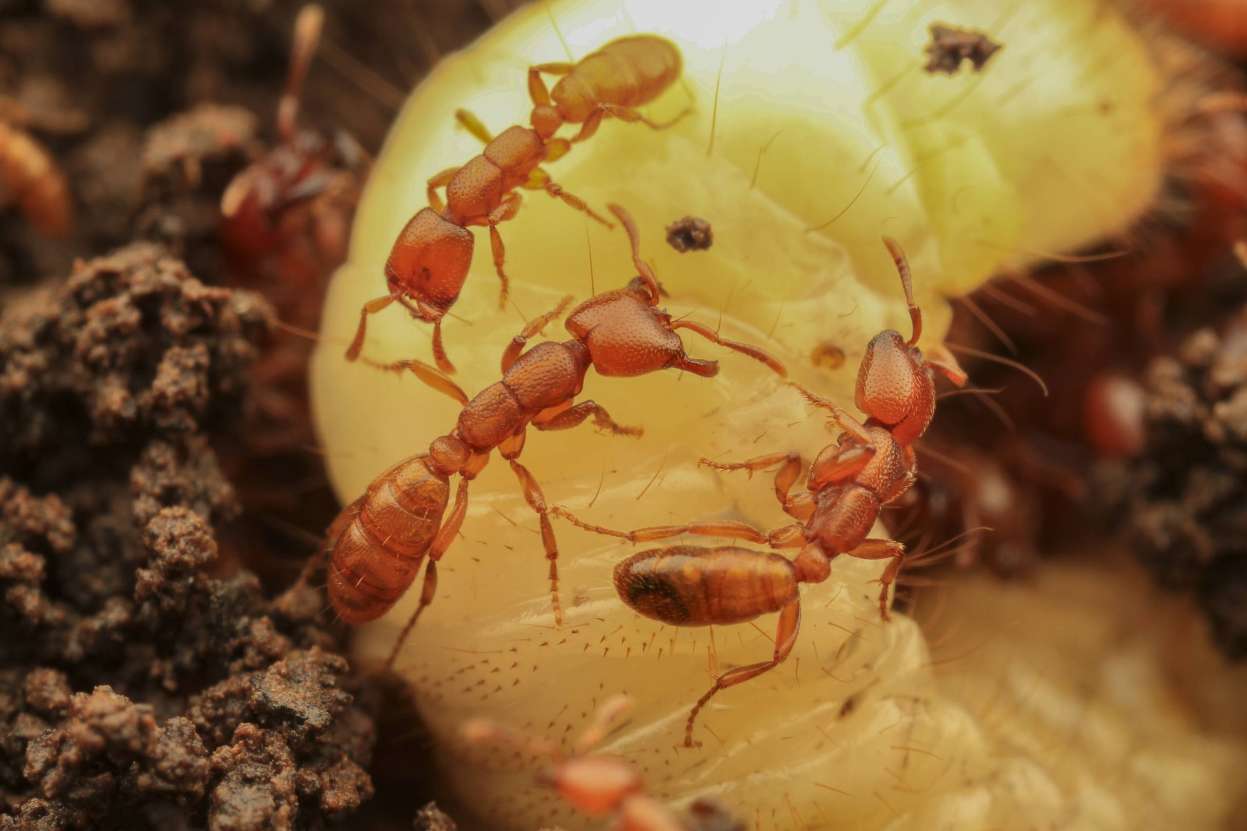 Army ants foraging