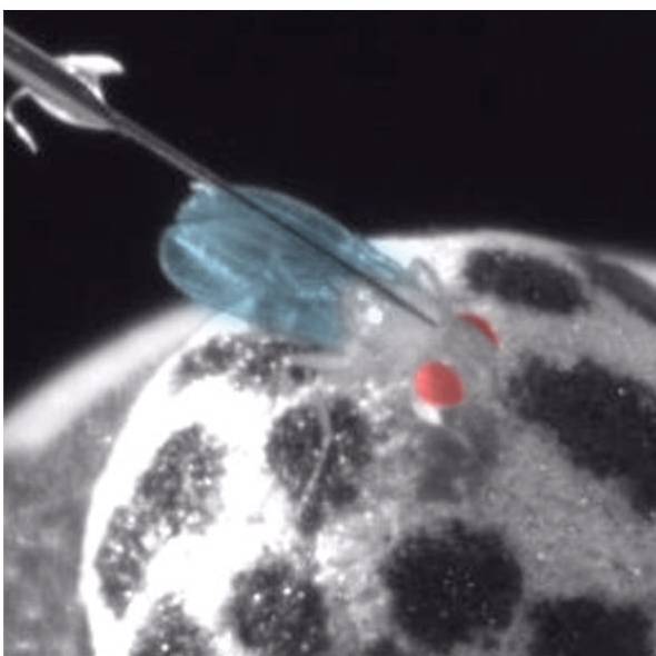 Drosophila courtship