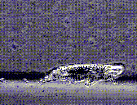 water bear nirody