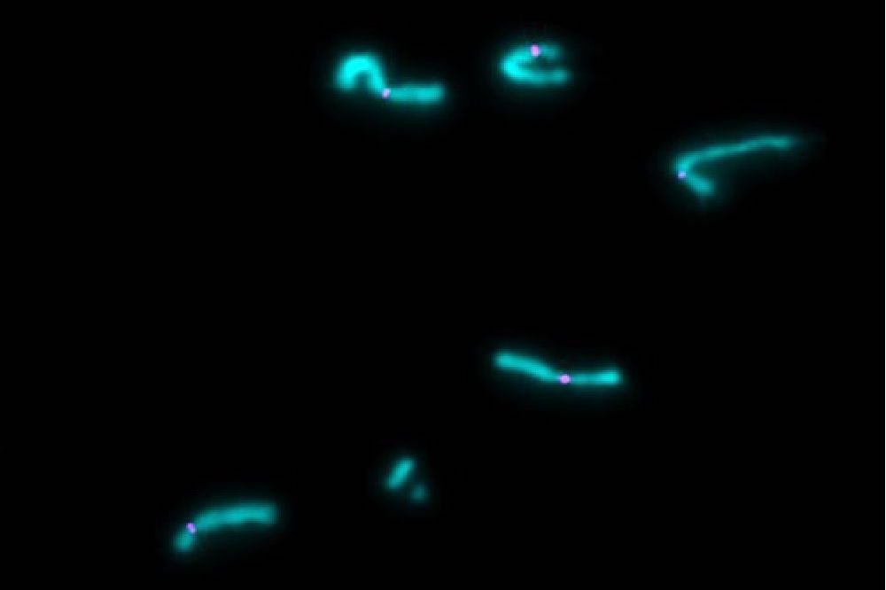 chromosomesseparated