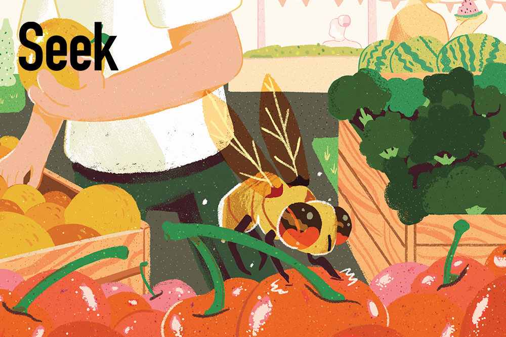 fruit fly illustration
